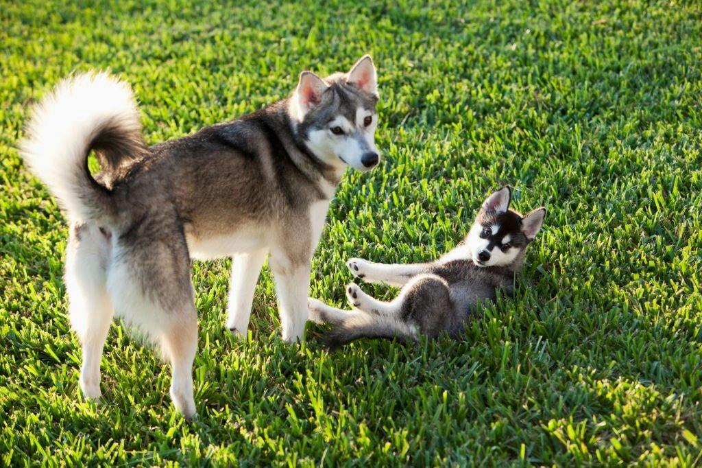 Merawat Anjing Alaskan Klee Kai