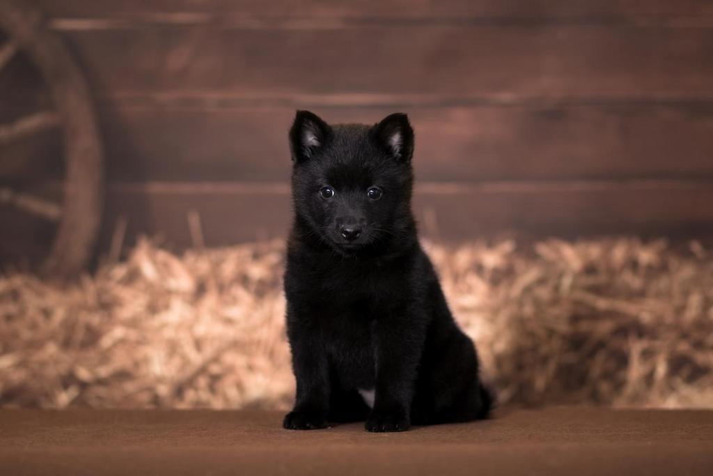 Merawat Anjing Anjing Schipperke