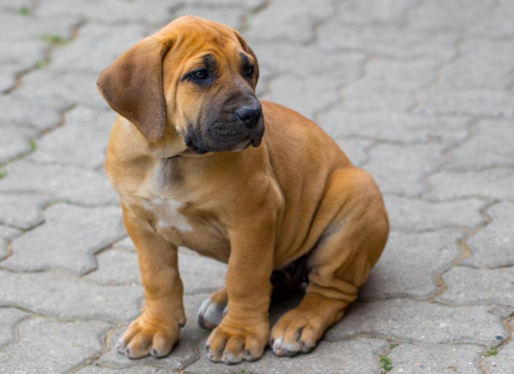 Merawat Anjing Boerboel