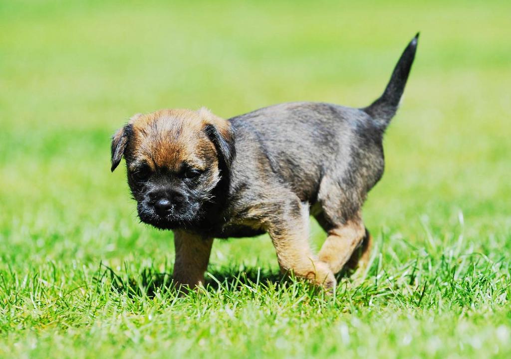 Merawat Anjing Border Terrier
