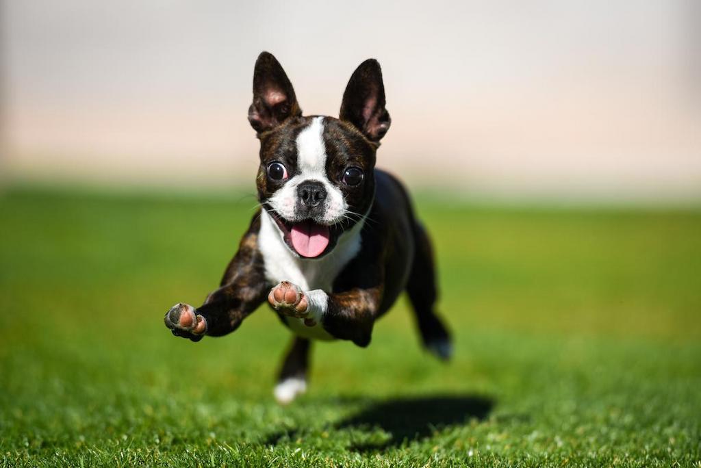 Merawat Anjing Boston Terrier