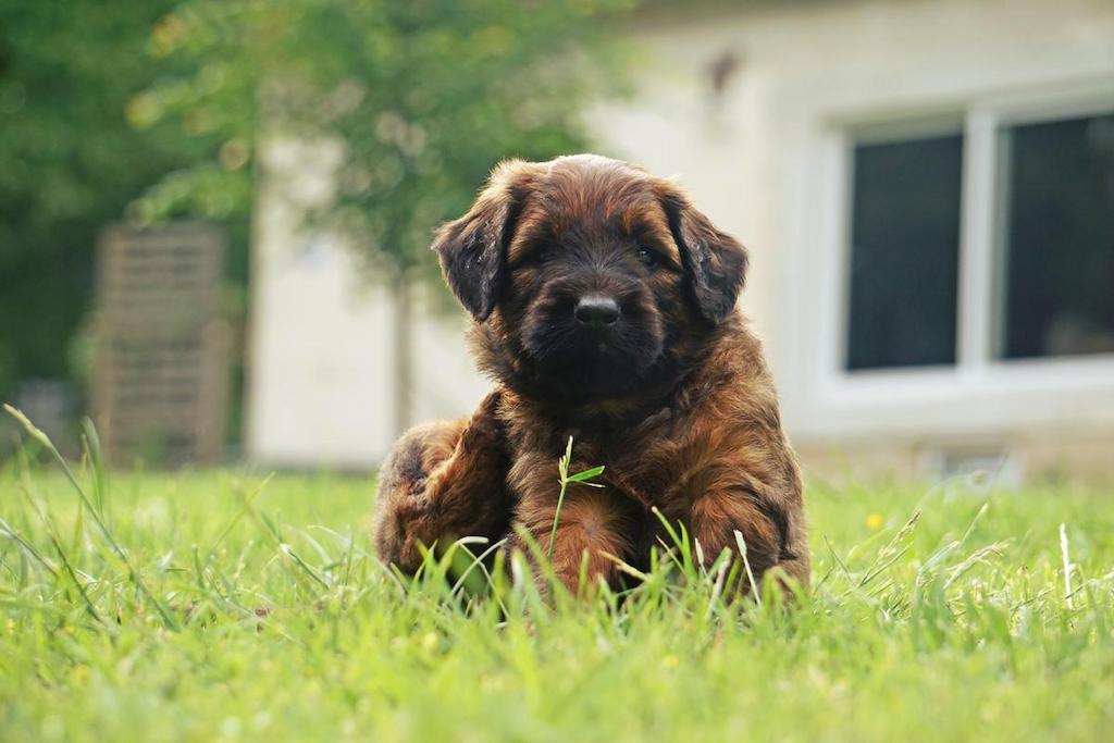 Merawat Anjing Briard