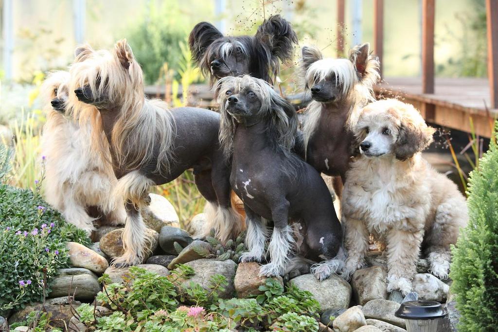 Merawat Anjing Chinese Crested