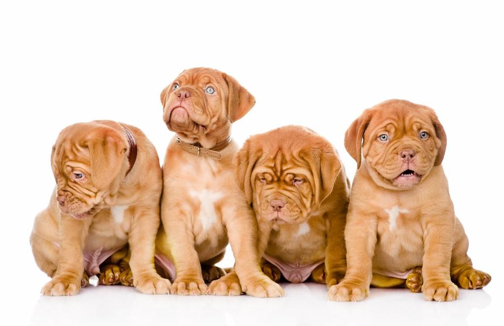 Merawat Anjing Dogue De Bordeaux