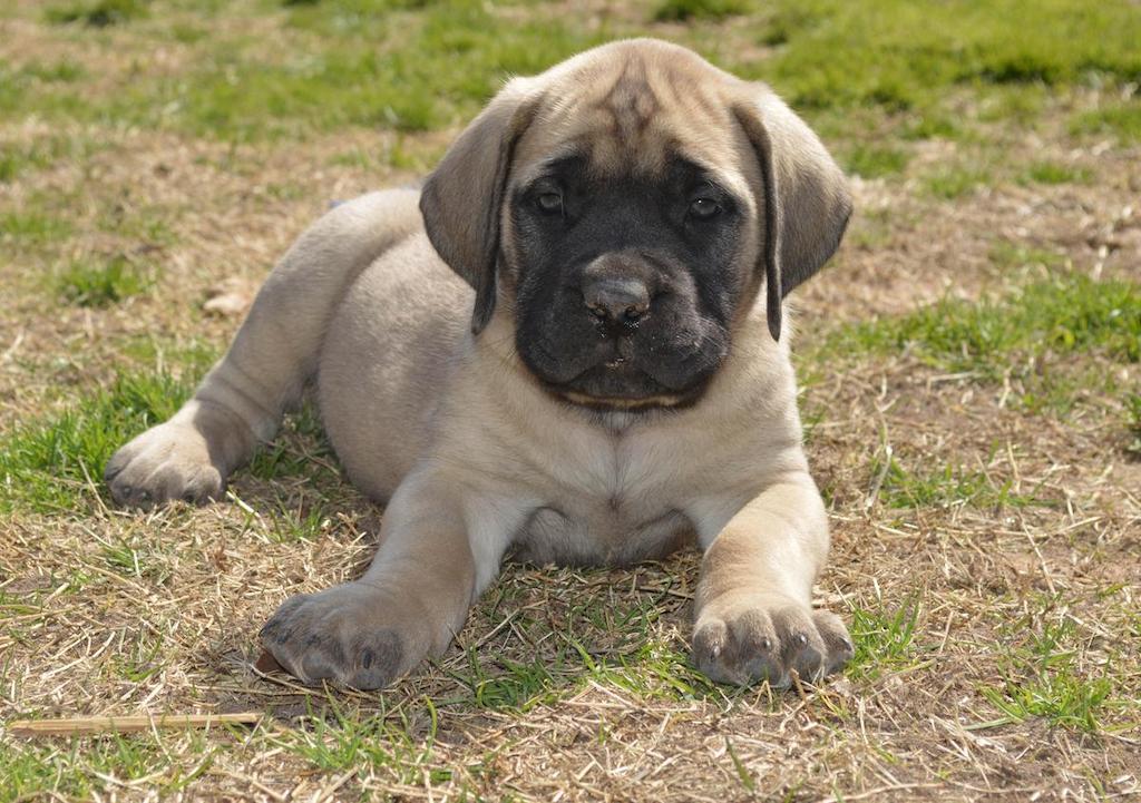 Merawat Anjing English Mastiff