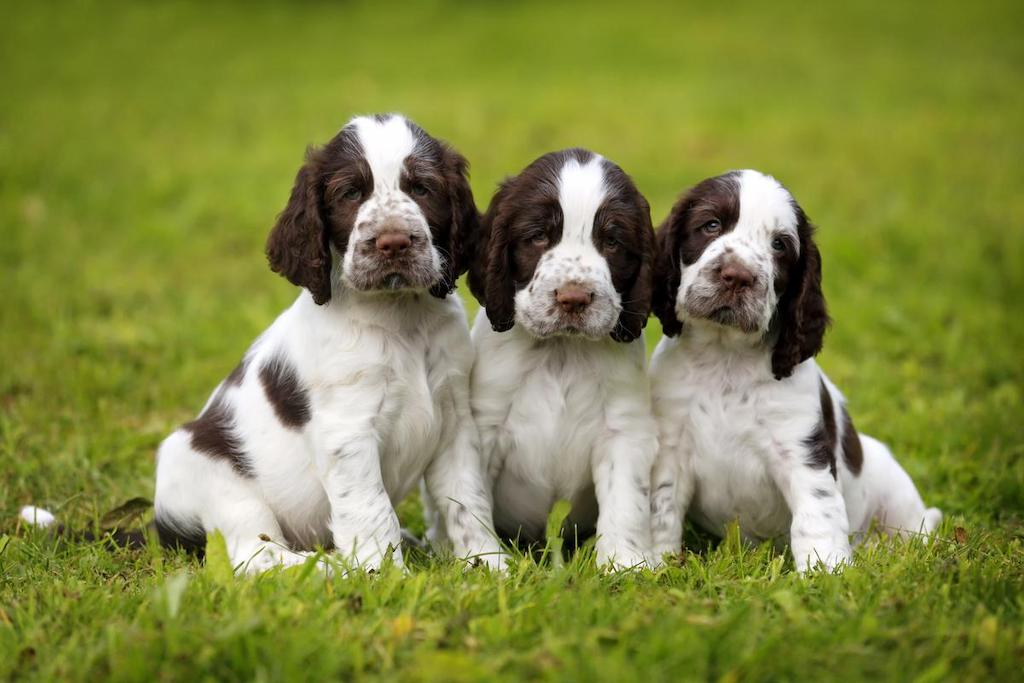 Merawat Anjing English Springer Spaniel