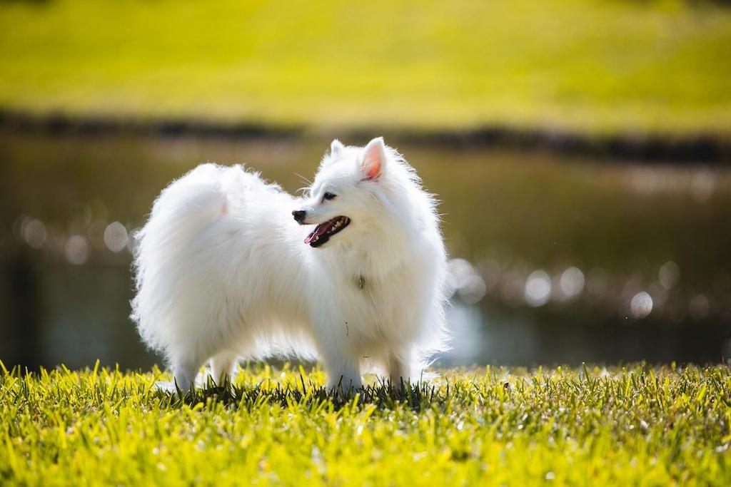 Merawat Anjing Eskimo Amerika