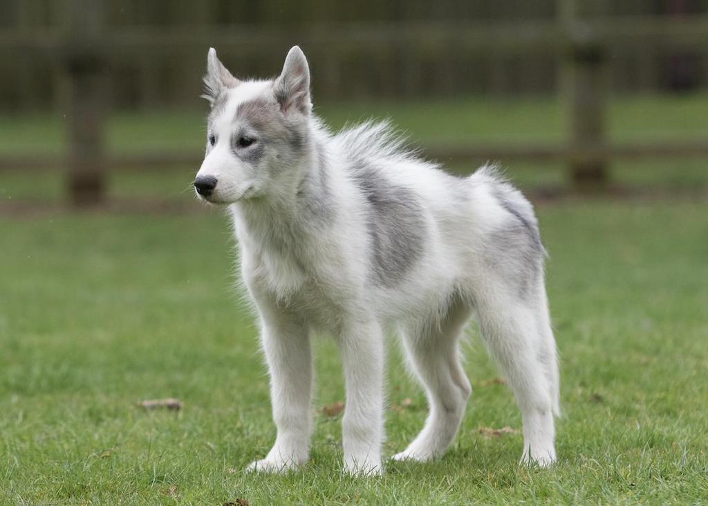 Merawat Anjing Eskimo Kanada