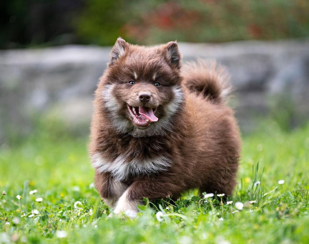 Merawat Anjing Finnish Lapphund