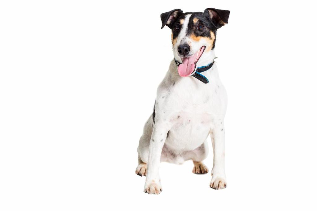 Merawat Anjing Fox Terrier