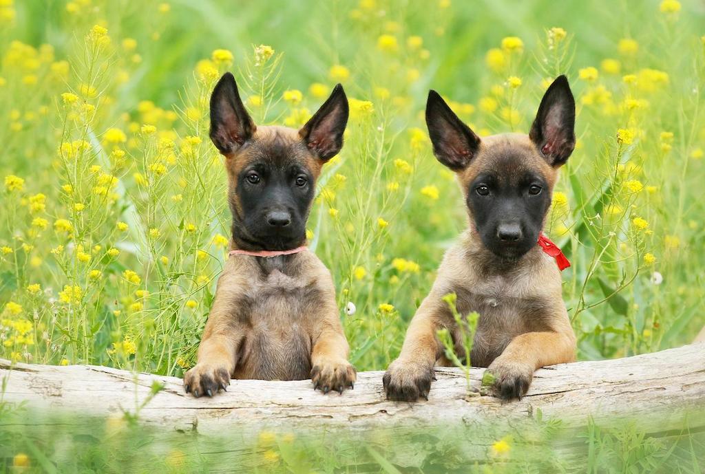 Merawat Anjing Gembala Belgia