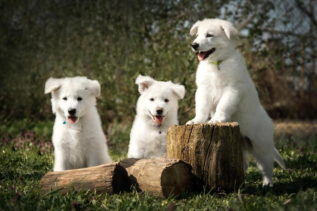 Merawat Anjing Gembala Swiss Putih