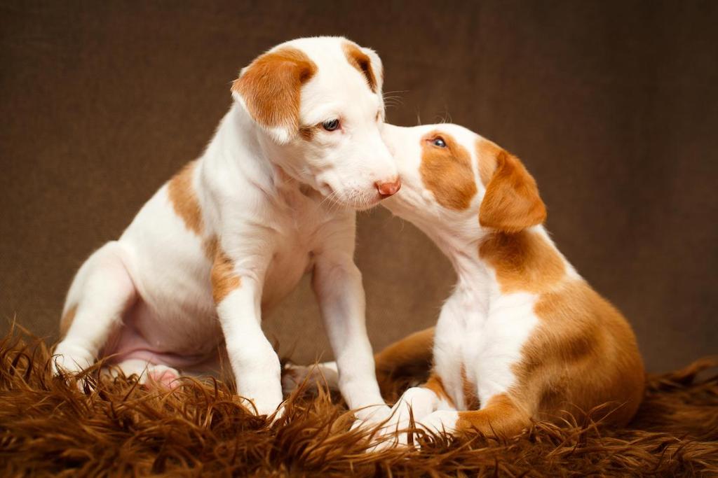Merawat Anjing Ibizan Hound