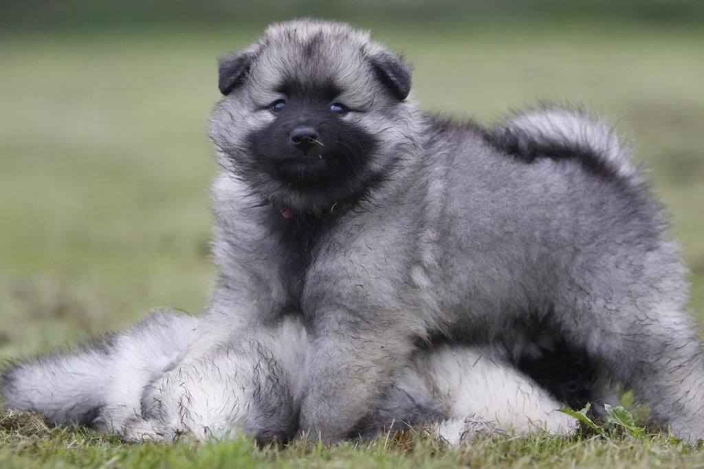 Merawat Anjing Keeshond