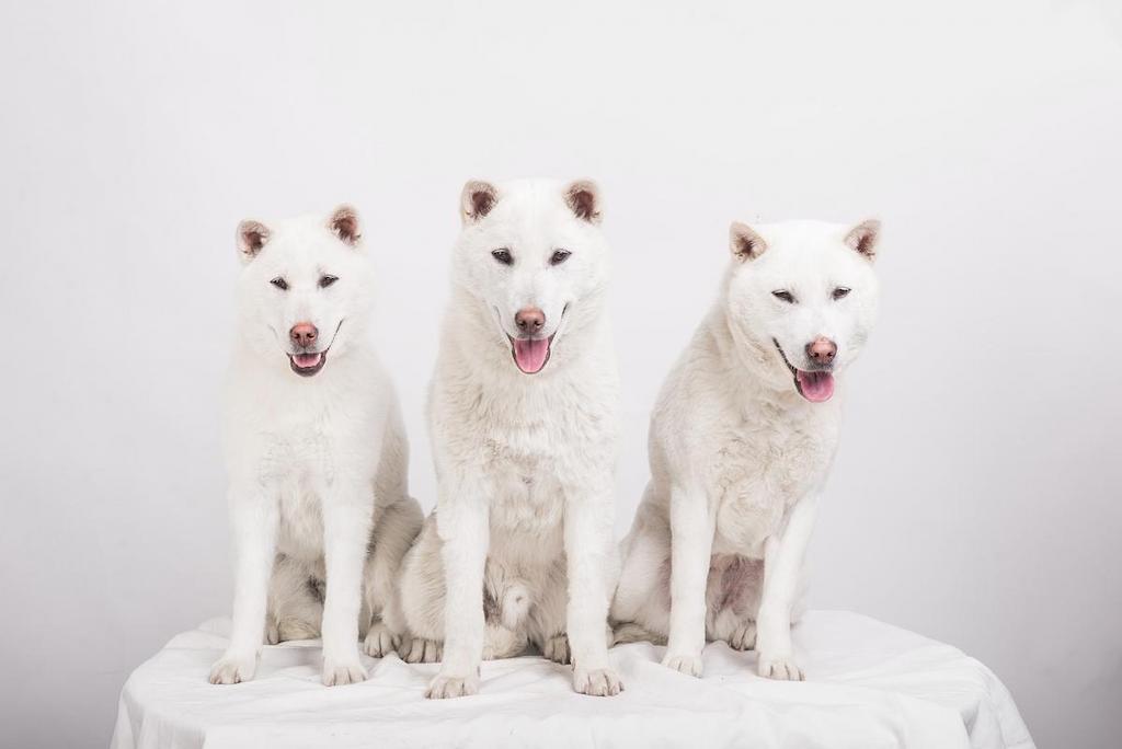 Merawat Anjing Kishu