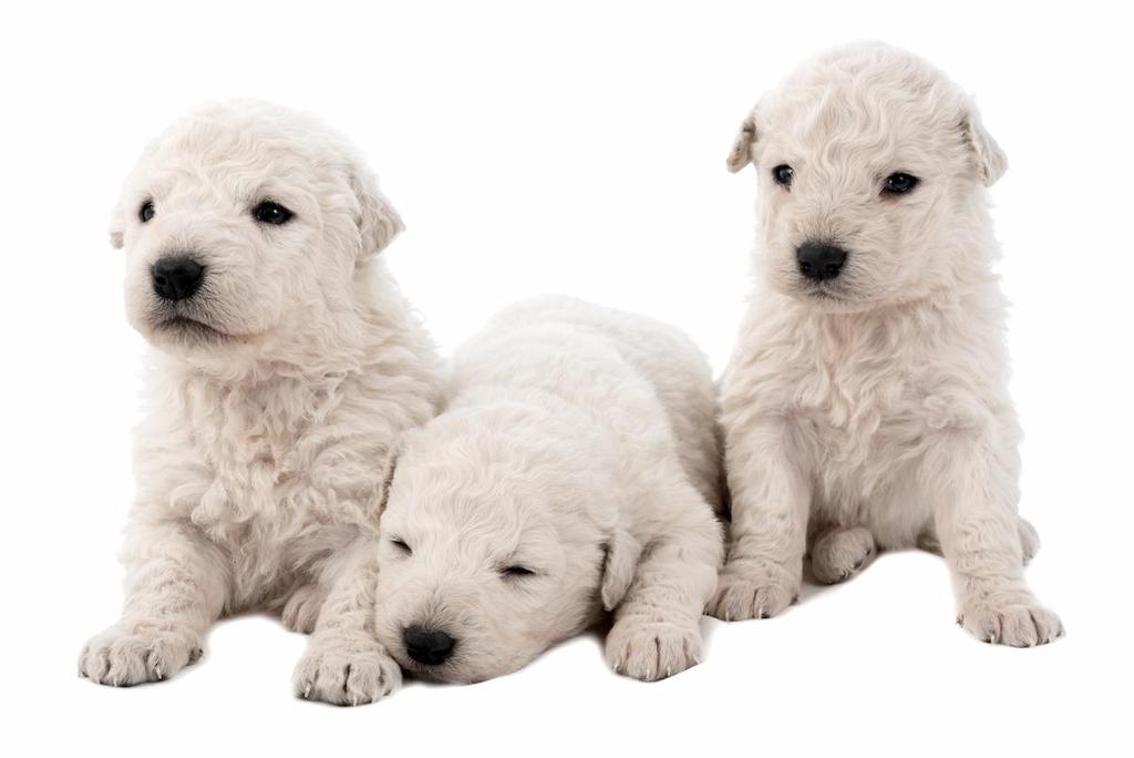 Merawat Anjing Kuvasz