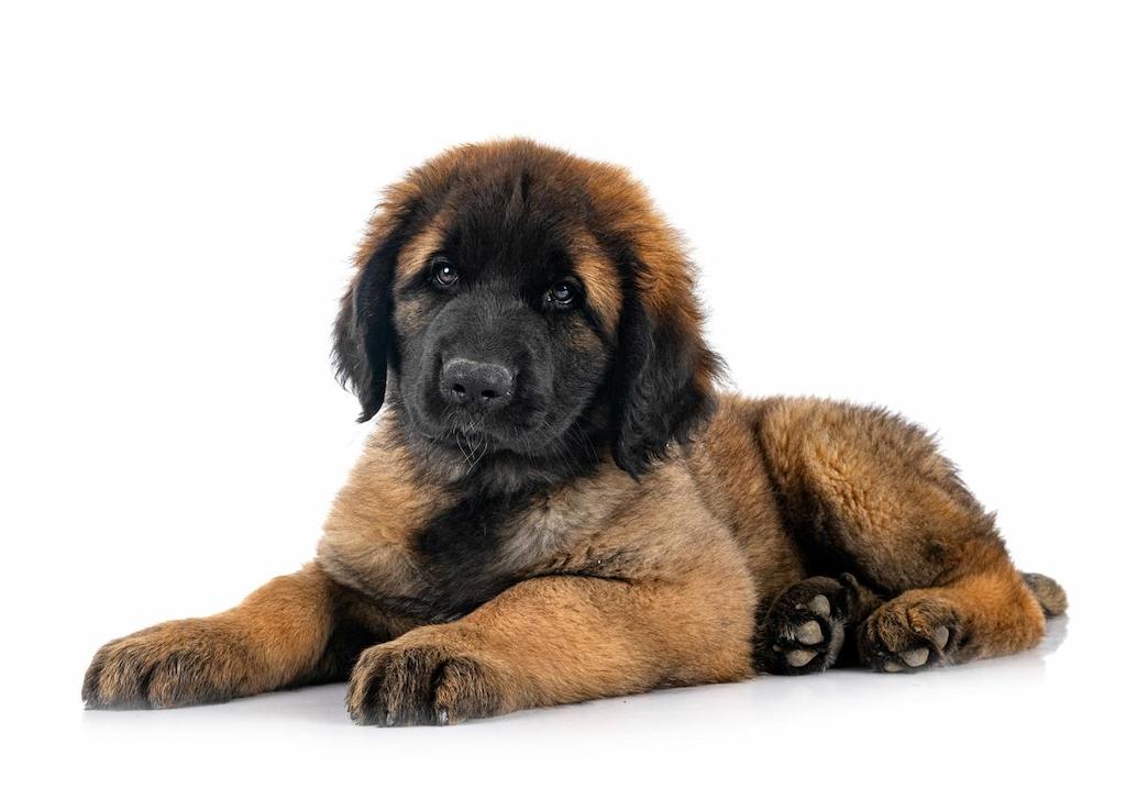 Merawat Anjing Leonberger