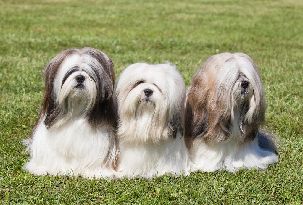 Merawat Anjing Lhasa Apso