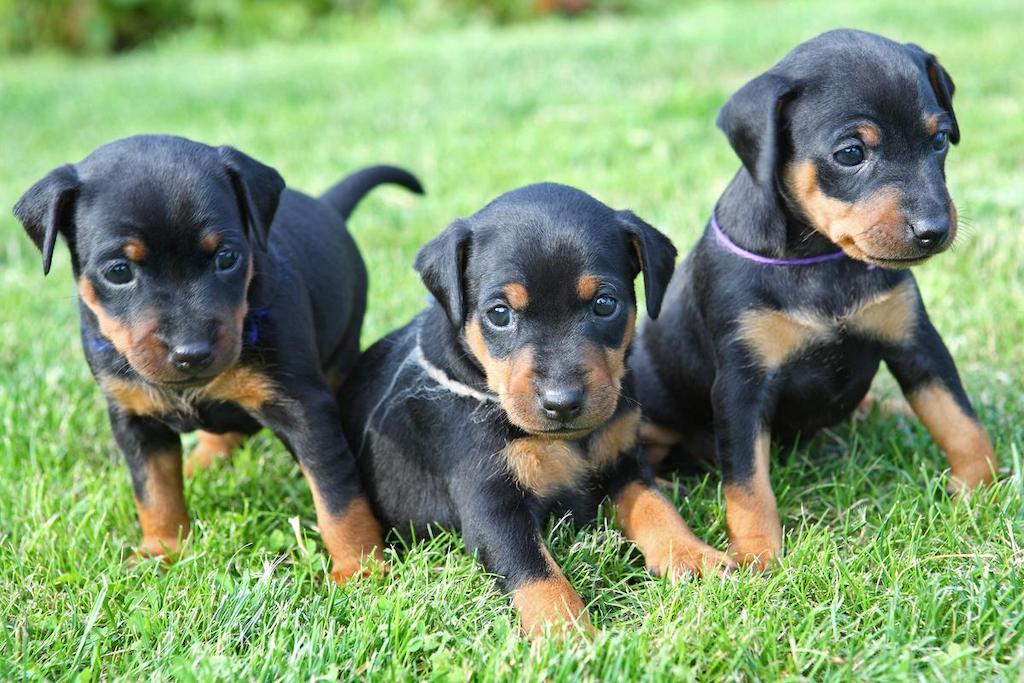 Merawat Anjing Miniature Pinscher
