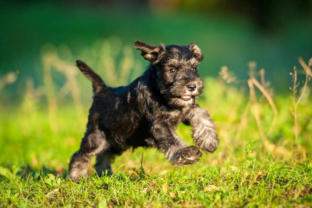 Merawat Anjing Miniature Schnauzer