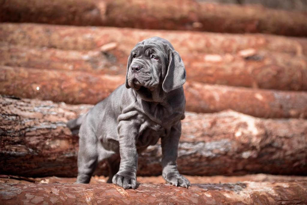 Merawat Anjing Neapolitan Mastiff