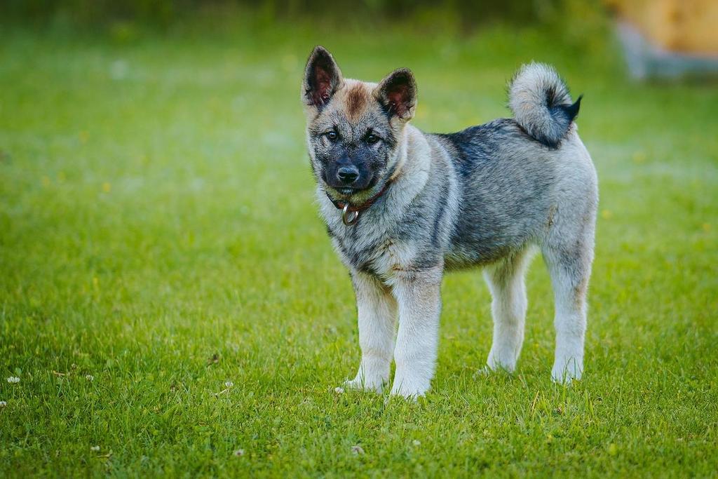 Merawat Anjing Norwegian Elkhound