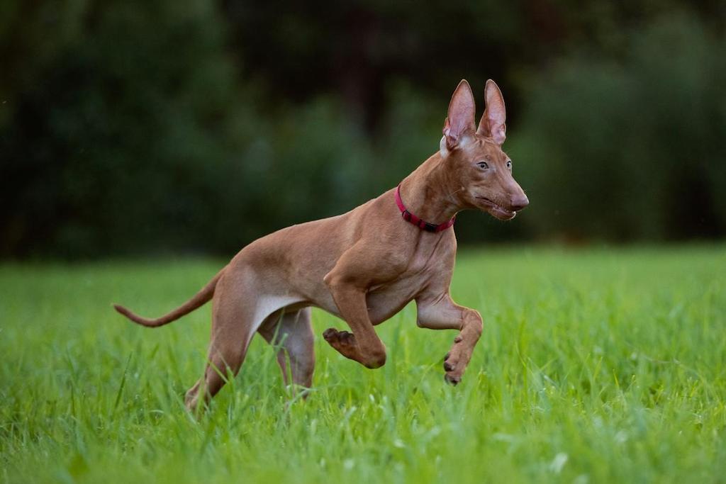 Merawat Anjing Pharaoh Hound