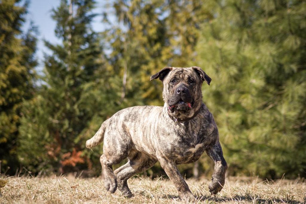 Merawat Anjing Presa Canario