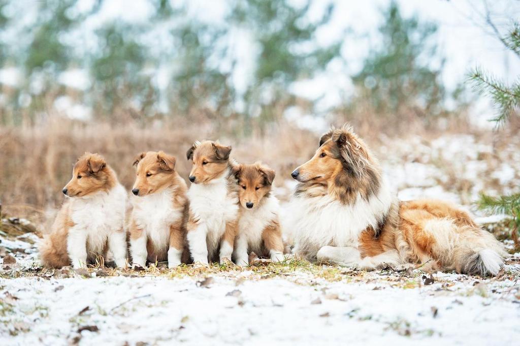 Merawat Anjing Rough Collie