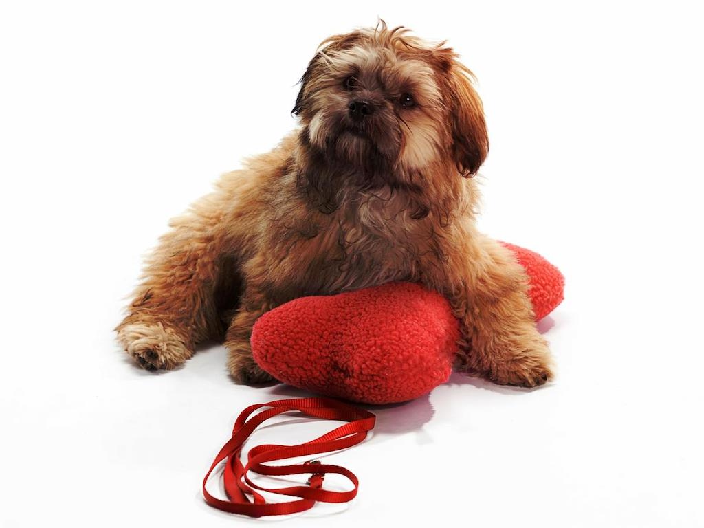 Merawat Anjing Shih Poo