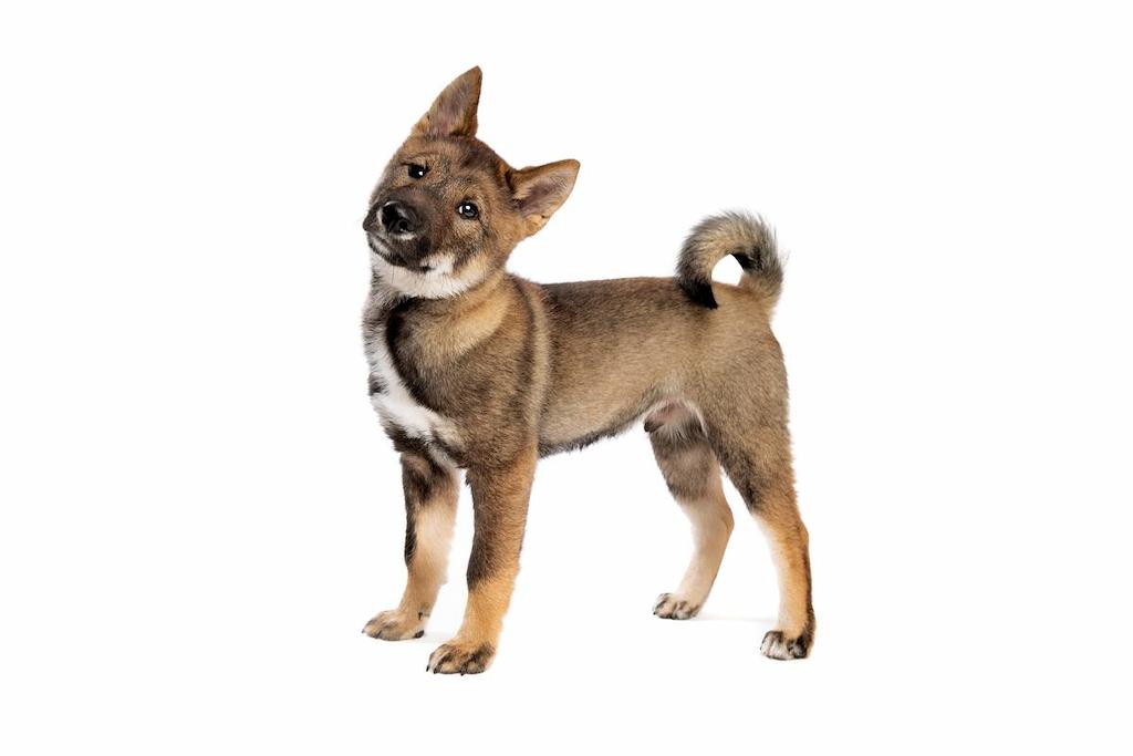 Merawat Anjing Shikoku