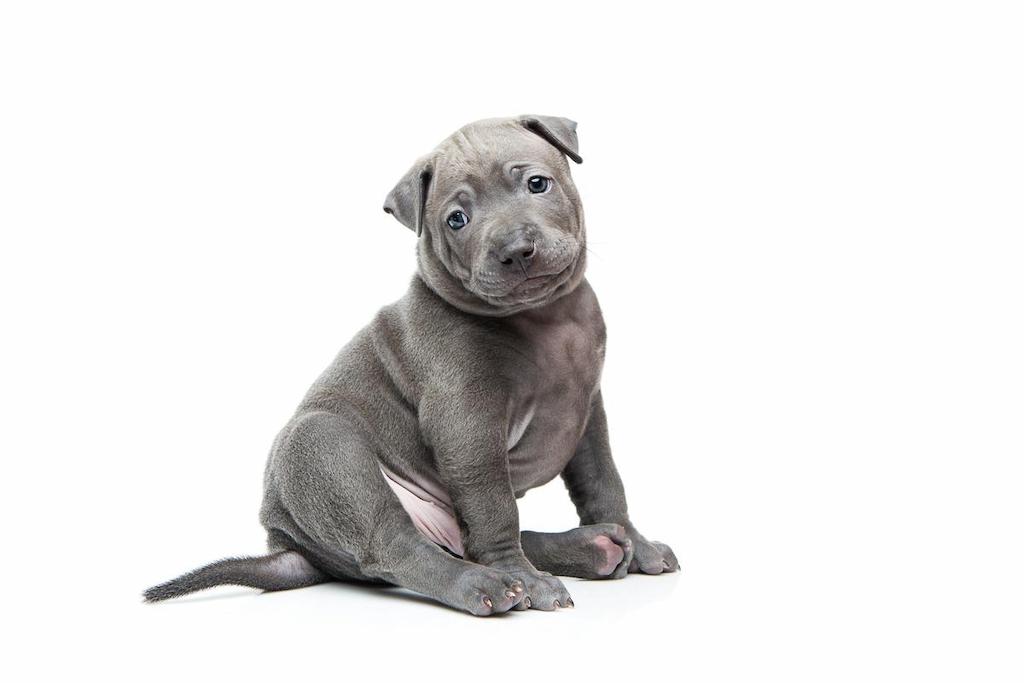 Merawat Anjing Thai Ridgeback