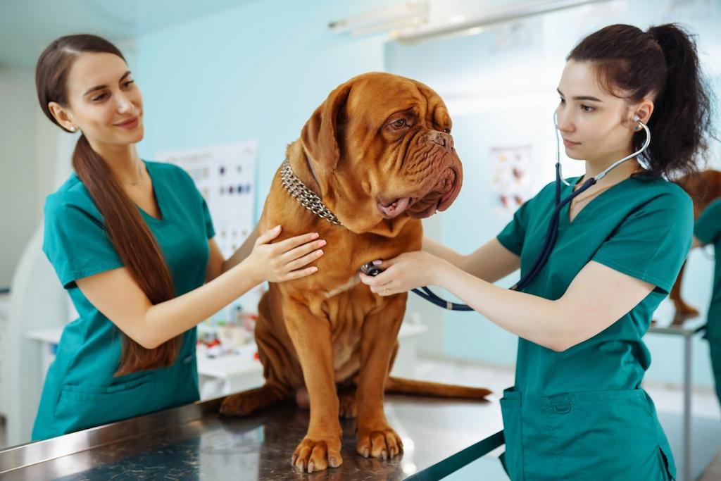 Pemeriksaan kesehatan secara rutin bisa mengurangi resiko tumor pada anjing