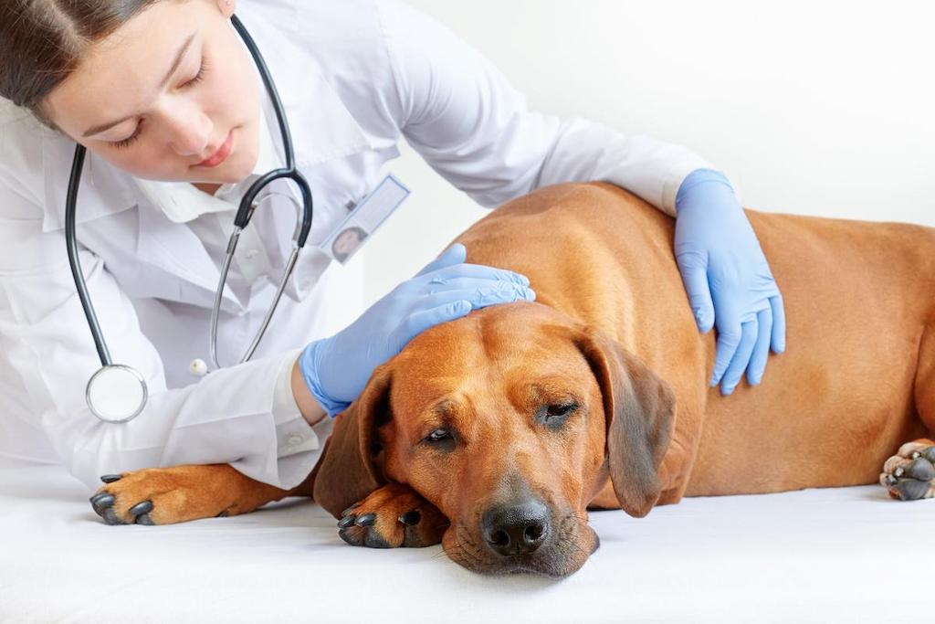 Penyebab Anjing Kembung dan Pencegahannya
