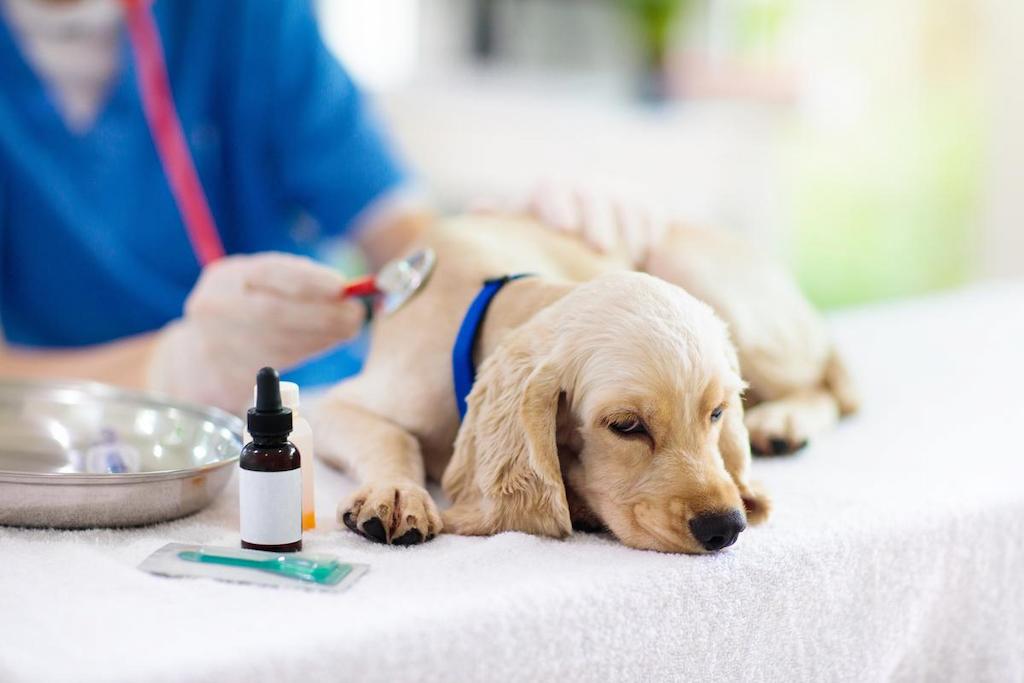 Penyebab Anjing Mencret dan Cara Mengatasinya 1 Penyebab Anjing Mencret