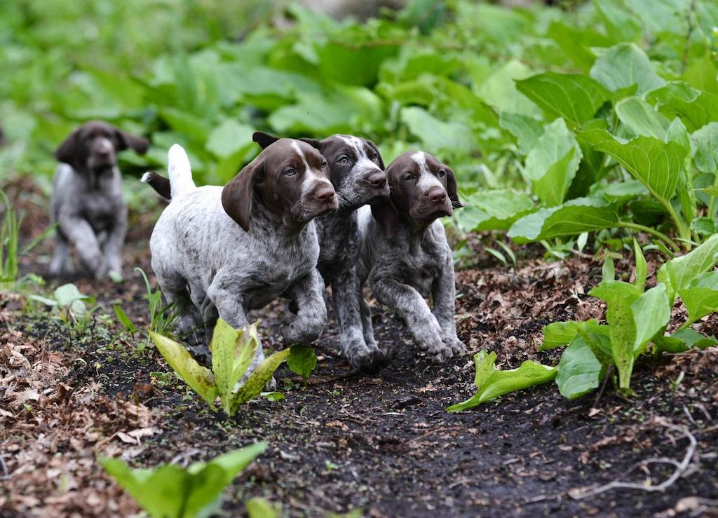 Perawatan Anjing German Shorthaired Pointer