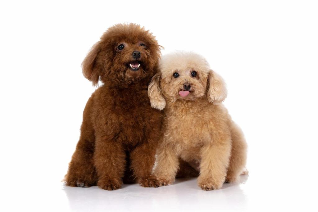 Kelebihan dan hot sale kekurangan toy poodle