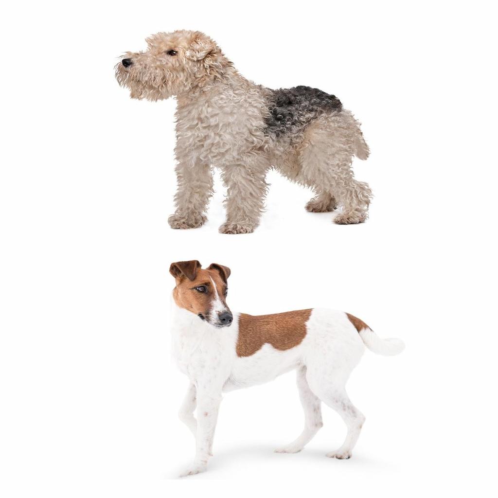 Ras Anjing Fox Terrier