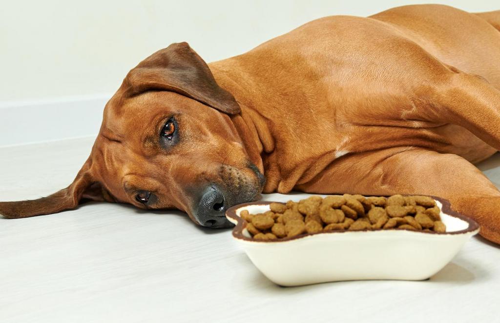 Salah satu ciri anjing mencret adalah hilangnya nafsu makan