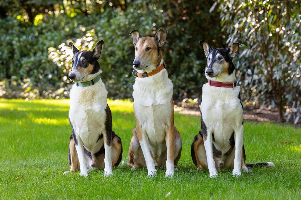 Smooth Collie