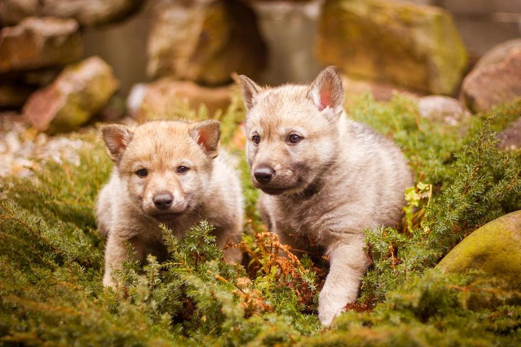 Anak Anjing Wolfdog