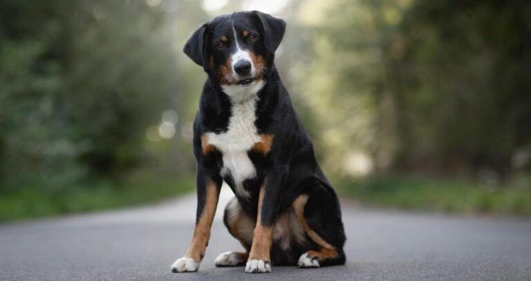 Anjing Appenzeller Sennenhund