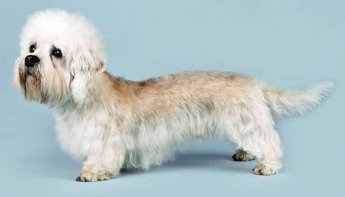 Anjing Dandie Dinmont Terrier