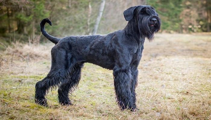 Anjing Giant Schnauzer