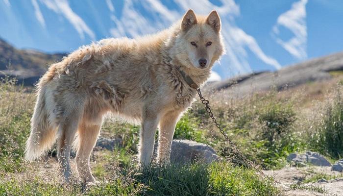Anjing Greenland