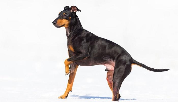 Anjing Manchester Terrier