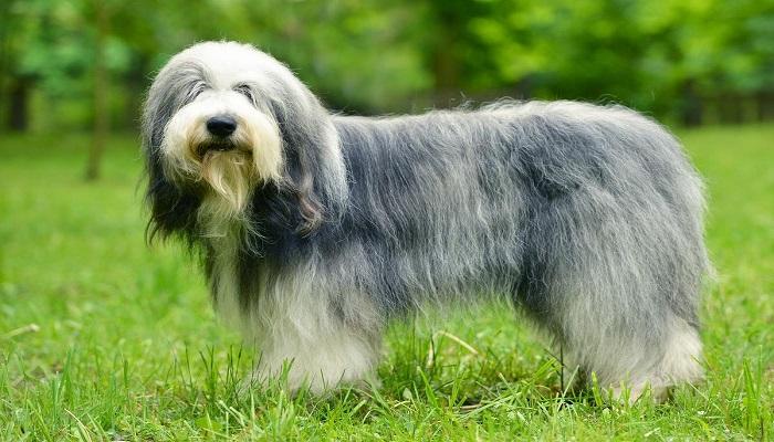 Anjing Old English Sheepdog