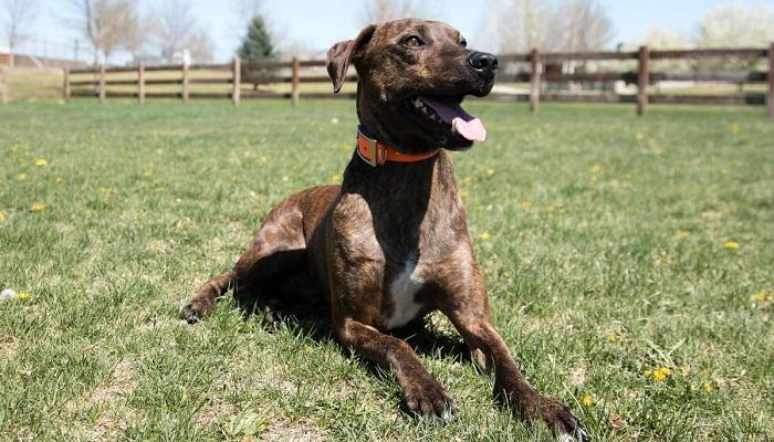 Anjing Plott Hound