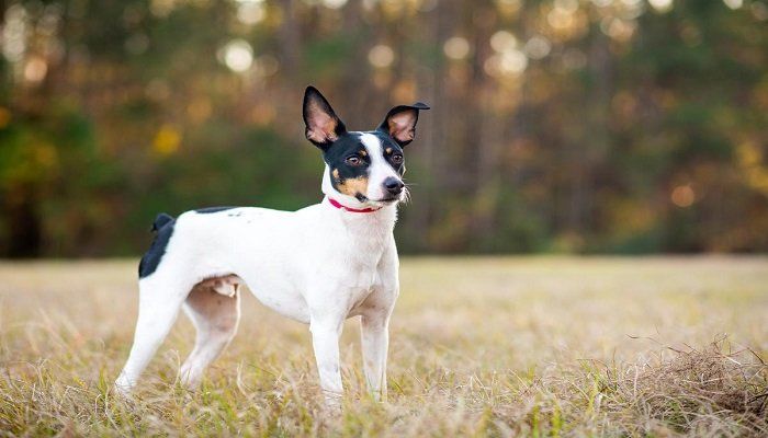 Anjing Rat Terrier