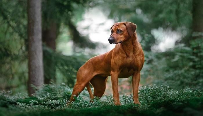 Anjing Rhodesian Ridgeback